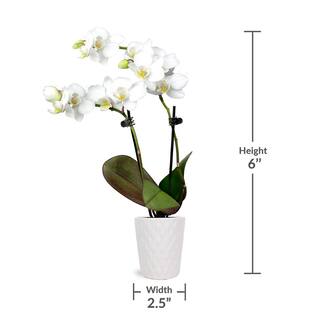 Just Add Ice Orchid (Phalaenopsis) Mini White with Yellow Throat Plant in 2-12 in. White Ceramic Pottery J5001