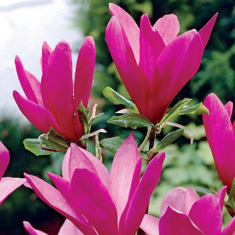 Spring Hill Nurseries 2.25 Gal. Pot Ann Magnolia Live Deciduous Flowering Tree (1-Pack) 88726