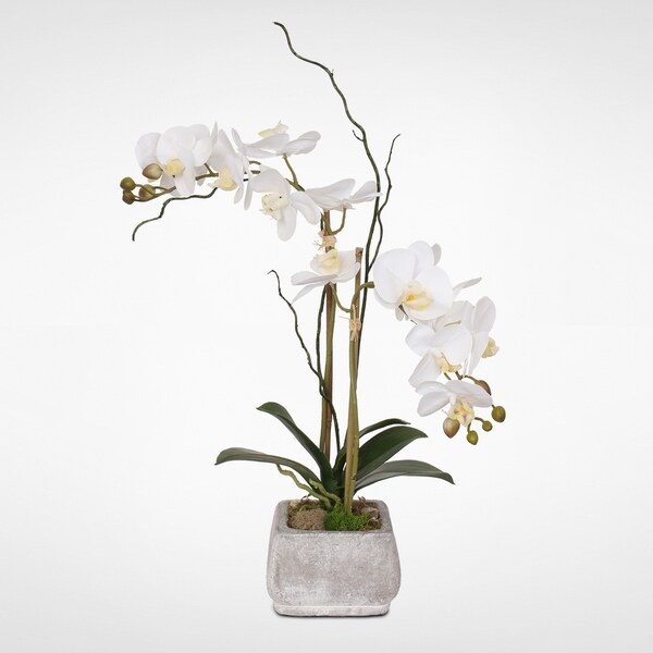 Real Touch Cream White Phalaenopsis Orchids