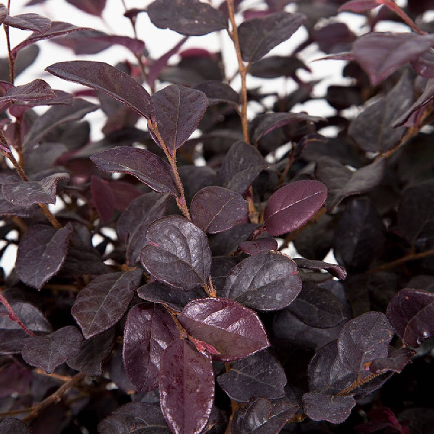 Ruby Loropetalum 'Chinese Fringe Flower' (2.5 Quart) Pink Blooming Evergreen Shrub with Purple Foliage - Full Sun Live Outdoor Plant