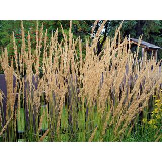 Online Orchards 1 Gal. Avalanche Feather Reed Grass - Lovely Tall Variegated Ornamental Grass Perfect for Borders and Accents GROR001