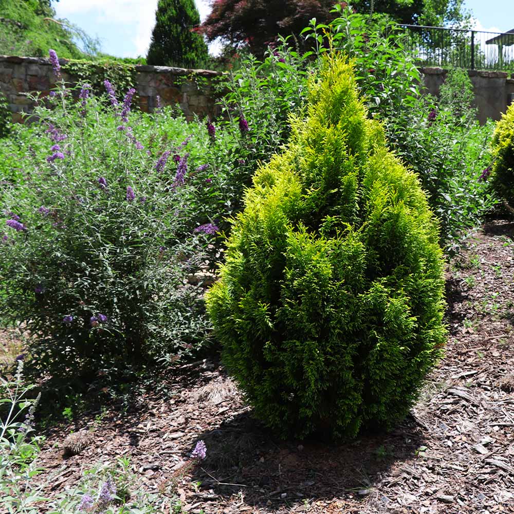 Berckman's Gold Arborvitae