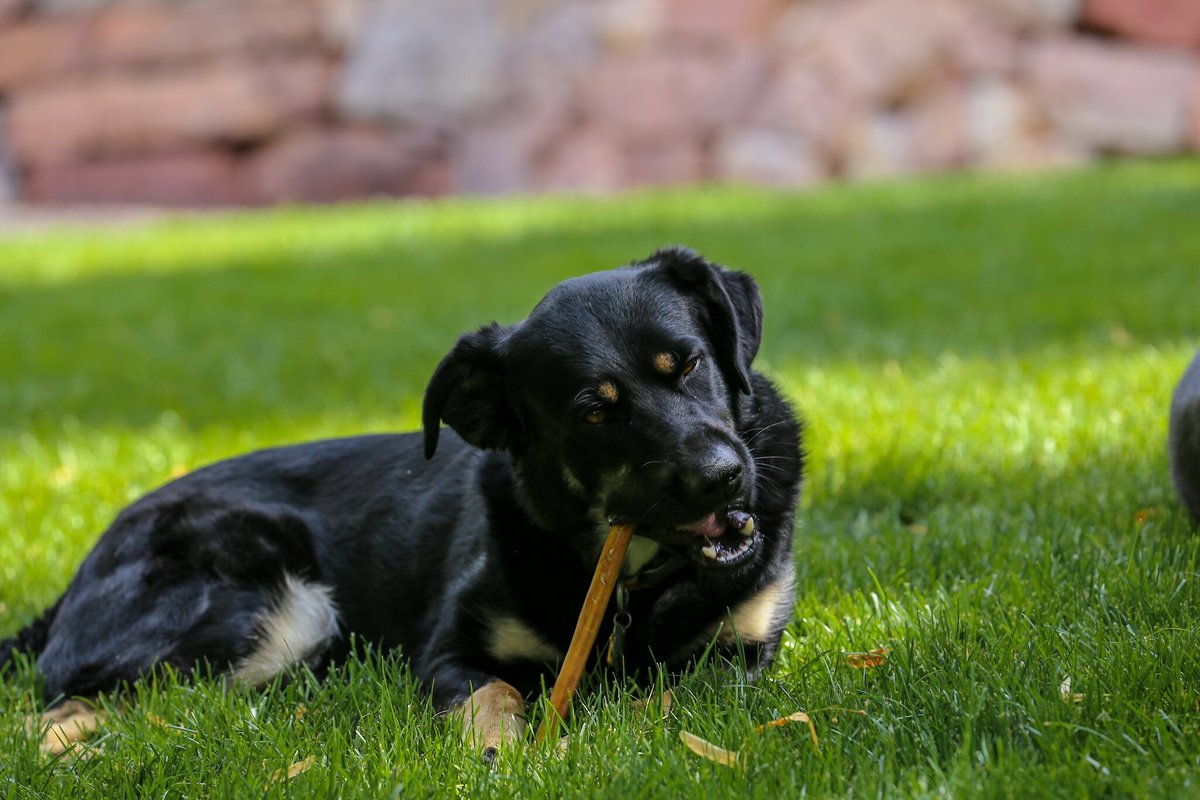 Top Dog Chews Thick 12-in Bully Stick Dog Treats