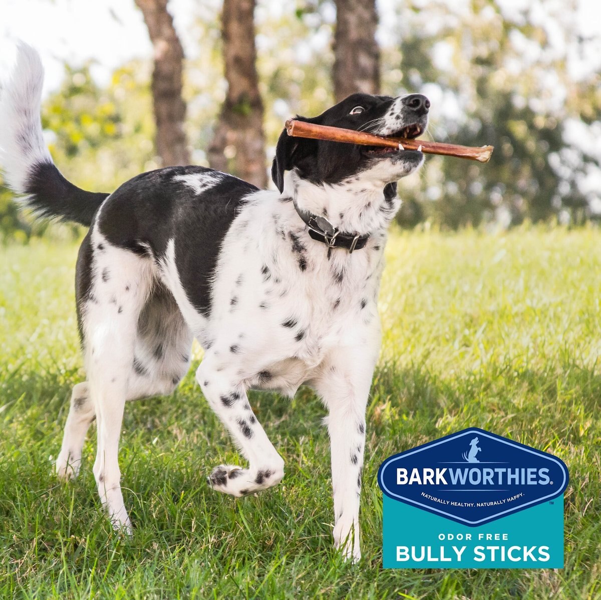 Barkworthies Odor-Free 12\