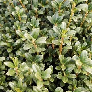 FLOWERWOOD 2.5 Gal - Sky Pencil Japanese Holly(Ilex) Live Plant Upright Growth Habit 31203FL