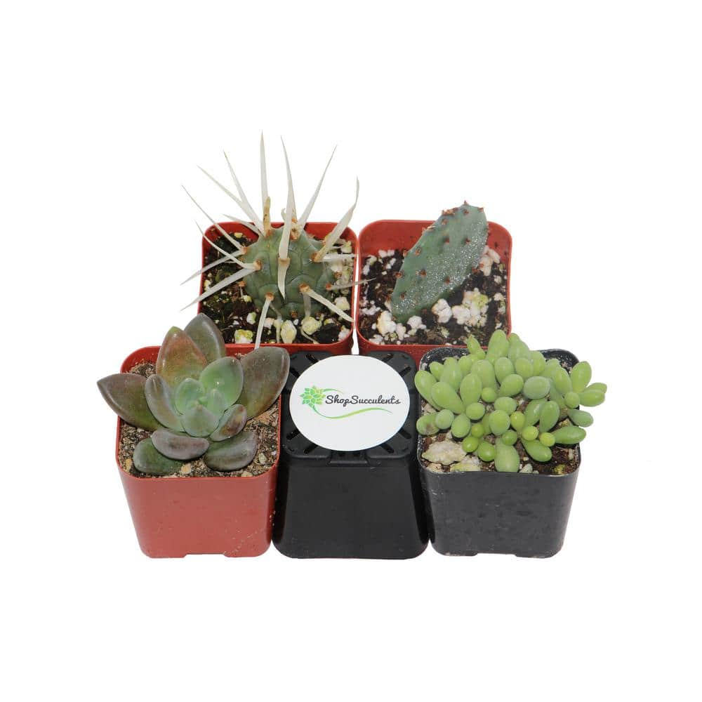 Shop Succulents 2 in. Cactus and Succulent (Collection of 4) CS4