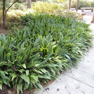 2.5 Gal - Variegated Gold Dust Aucuba Live Evergreen Shrub Plant