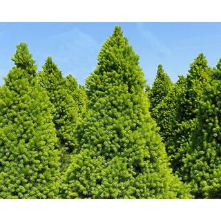 3 Gal. Dwarf Alberta Spruce Shrub with Dense Green Needle Like Foliage 14004