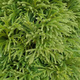 national PLANT NETWORK 2.25 Gal. Cryptomeria Globosa Nana Shrub HD7164