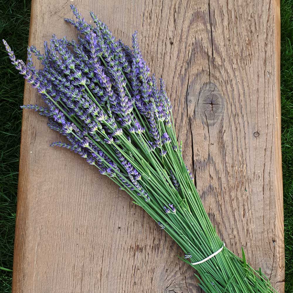 Phenomenal™ Lavender Plant