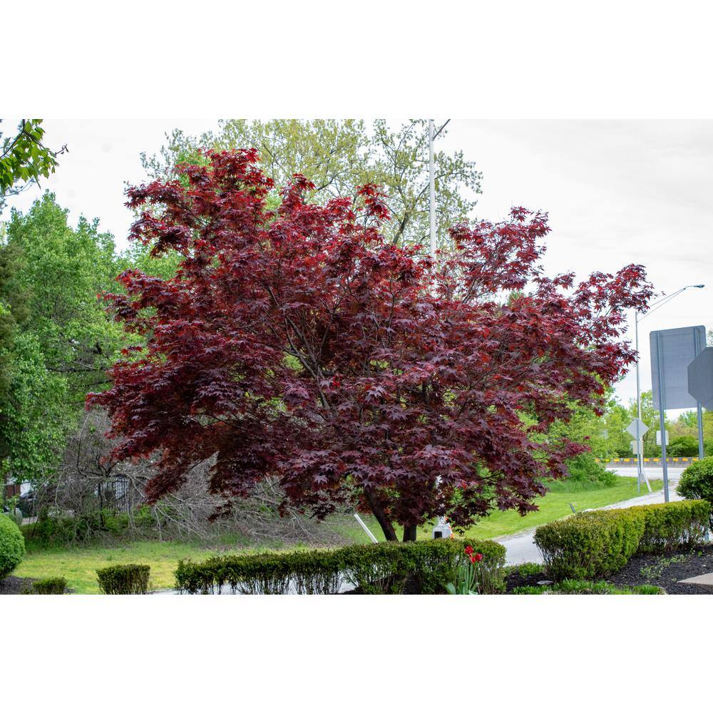 BELL NURSERY 3 Gal. Bloodgood Japanese Maple Live Tree with Attractive Red Foliage (1-Pack) MAPLE3BDJ1PK