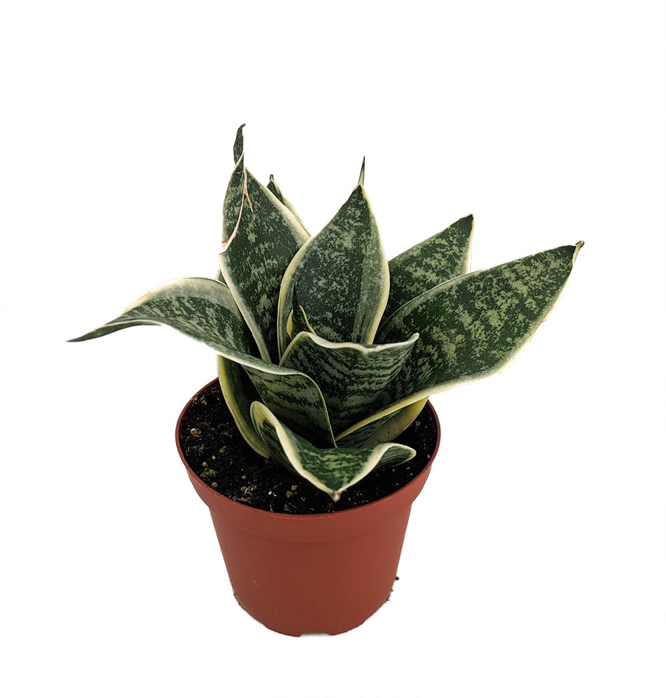 Ocean Star Birdsnest Snake Plant -Sanseveria-Easy to Grow House Plant-3.75