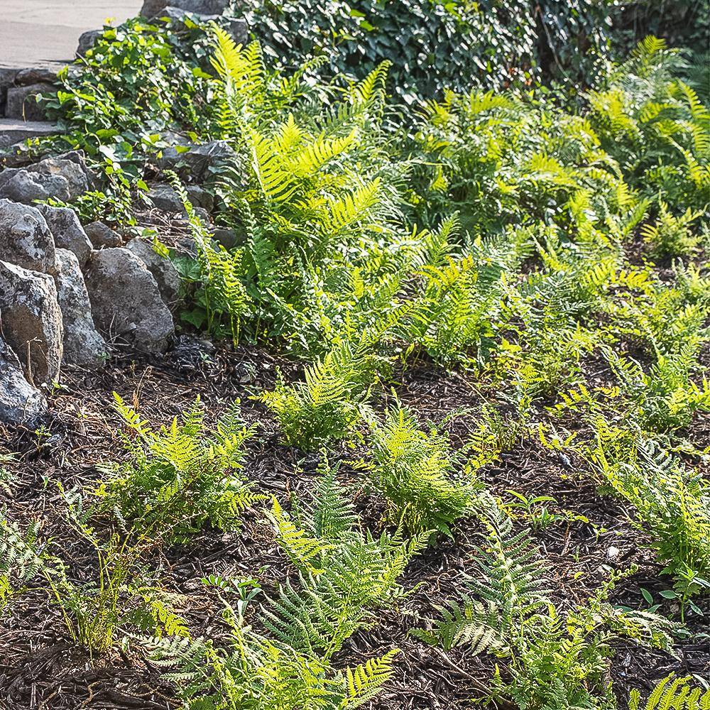 ALTMAN PLANTS 2 QT. Southern Wood Fern (Thelypteris Kunthii) Garden Perennial Shrub Plant in Grower Pot 0881296