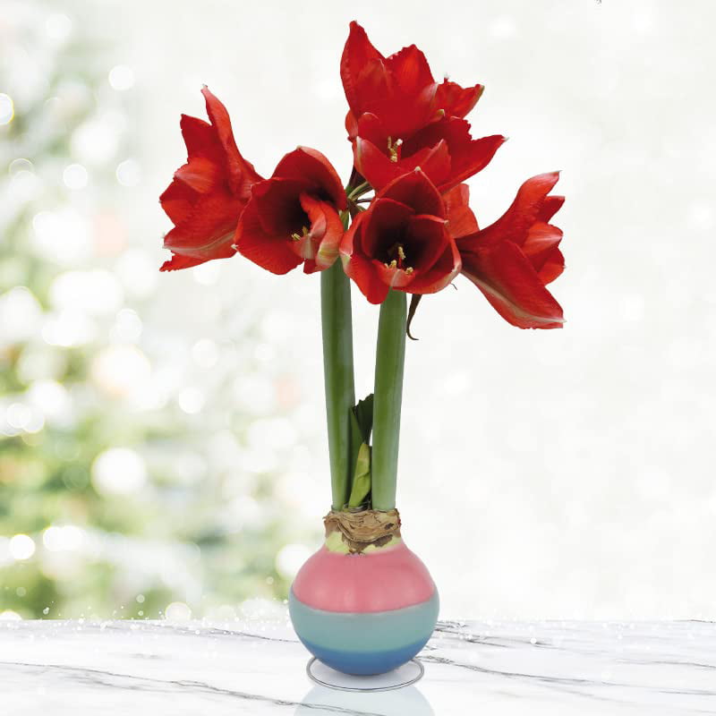 Pastel Egg Waxed Amaryllis Flower Bulb with Stand， Grow Real Blooming Indoor Spring Flowers， No Water Needed