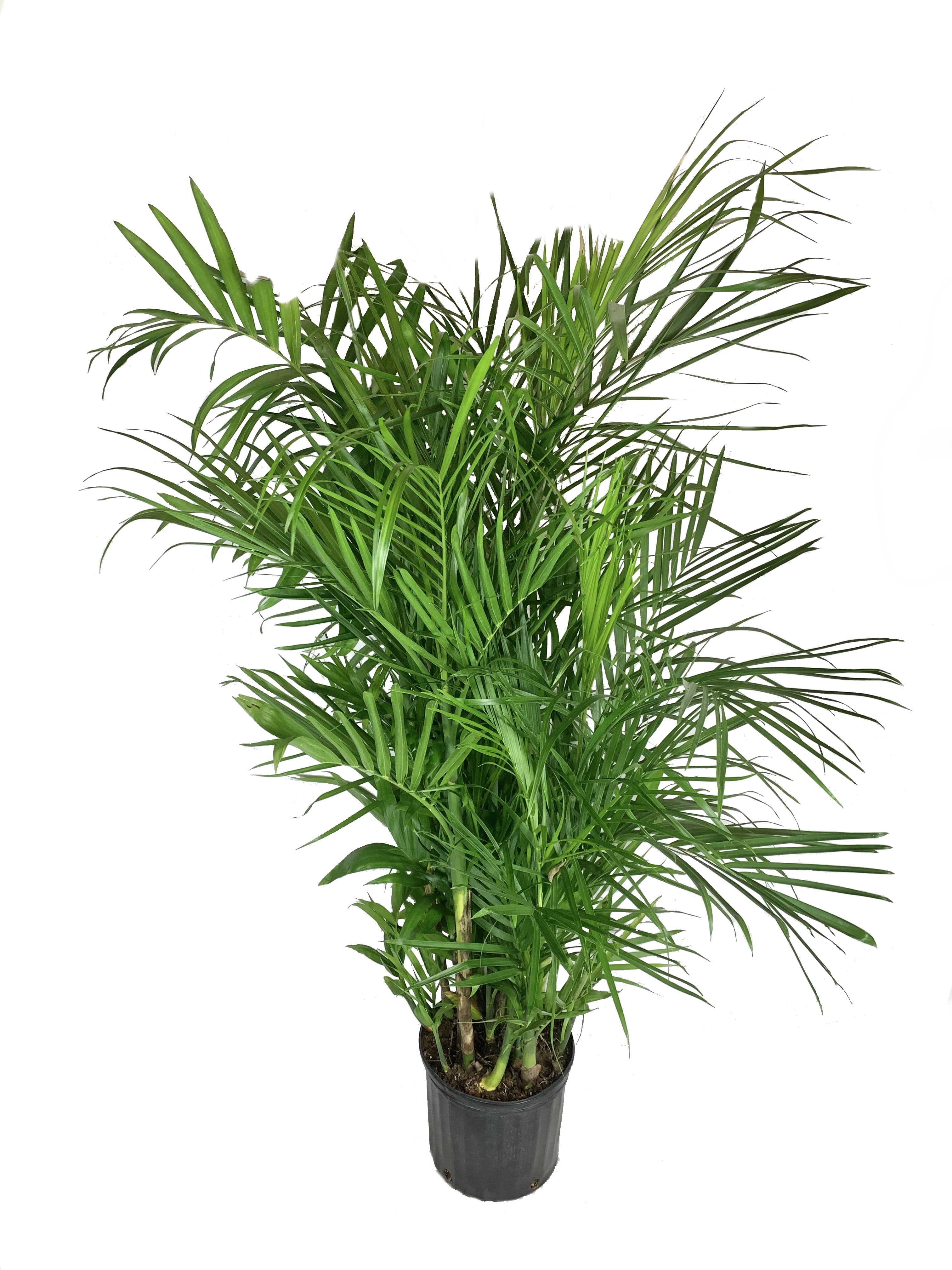 Wekiva Foliage - Bamboo Palm - Live Plant in an 10 inch Growers Pot -Chamaedorea Seifrizii - Beautiful Clean Air Indoor Outdoor Houseplant