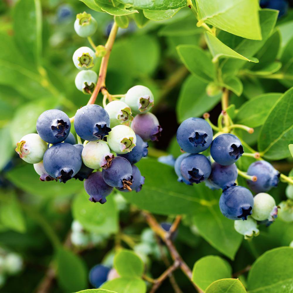 BUSHEL AND BERRY 1 Gal. Bushel and Berry Sapphire Cascade Hanging Blueberry Live Plant HD1667