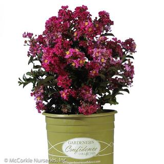 Vigoro 2 Gal. Berry Dazzle Crape Myrtle Dwarf Live Shrub (Lagerstroemia) with Fuchsia Purple Flowers Decidous 11315