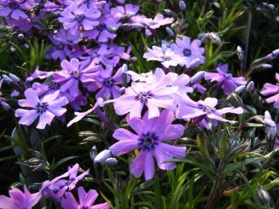 Classy Groundcovers - Phlox subulata 'Purple Beauty'  {25 Pots - 3 1/2 inch Square}