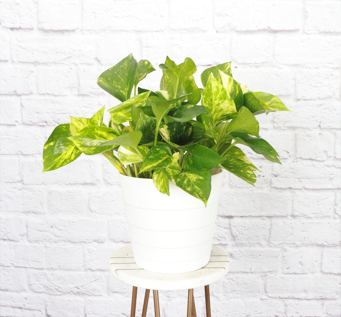 Live Golden Pothos Plant - 6