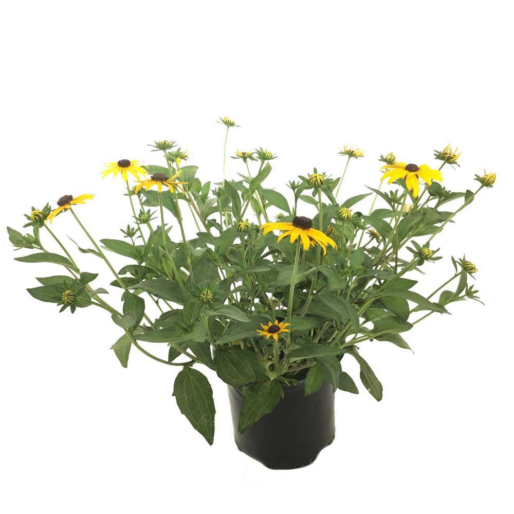 Black-Eyed Susan Rudbeckia Goldsturm Live Plant 16235