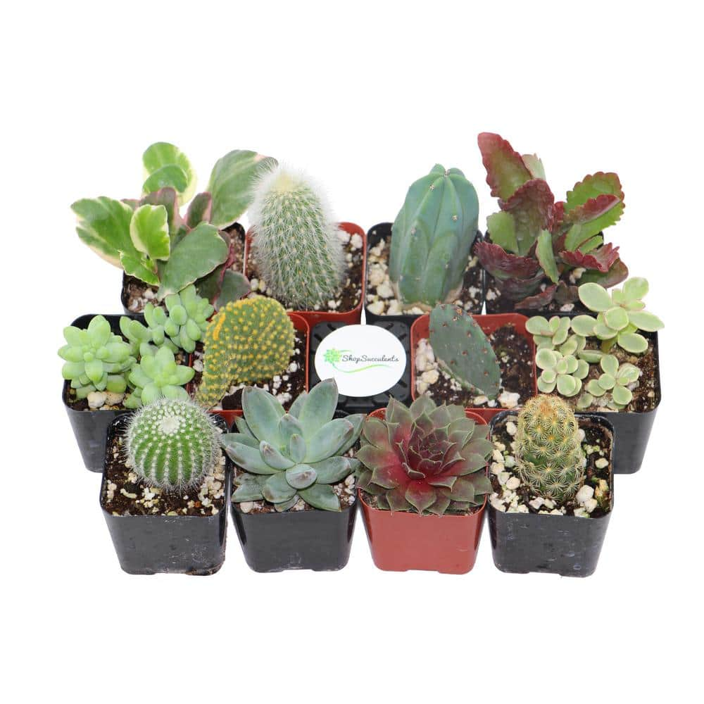 Shop Succulents 2 in. Cactus and Succulent (Collection of 12) CS12