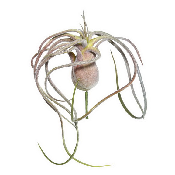 Vickerman 6 Green/Red Flocked Tillandsia Pick