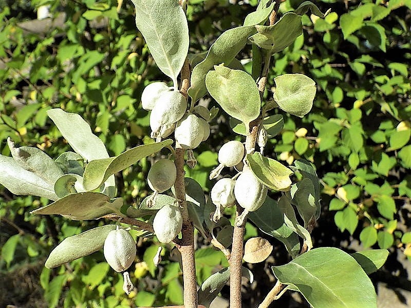 10 AMERICAN SILVERBERRY Elaeagnus Commutata aka Wolf Willow Wolfberry Wild Olive Berry Fruit Shrub Seeds