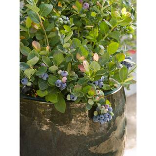 BUSHEL AND BERRY 2 Gal. Bushel and Berry Pink Icing Blueberry Live Plant with Large Robust Flavored Berries O892702