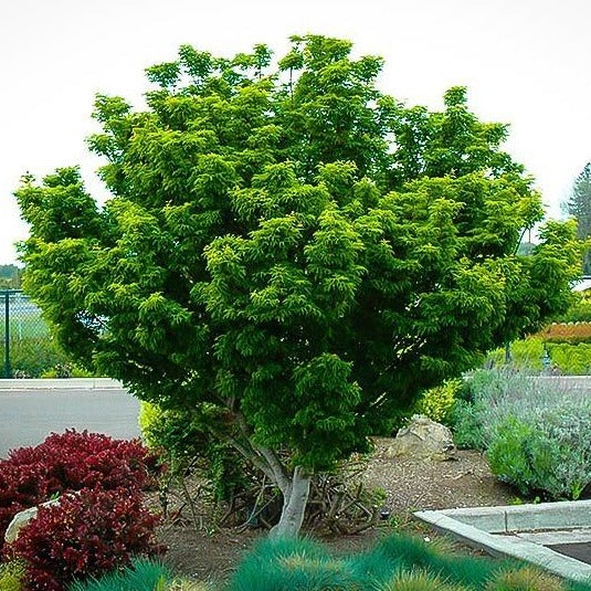 Shishigashira Japanese Maple