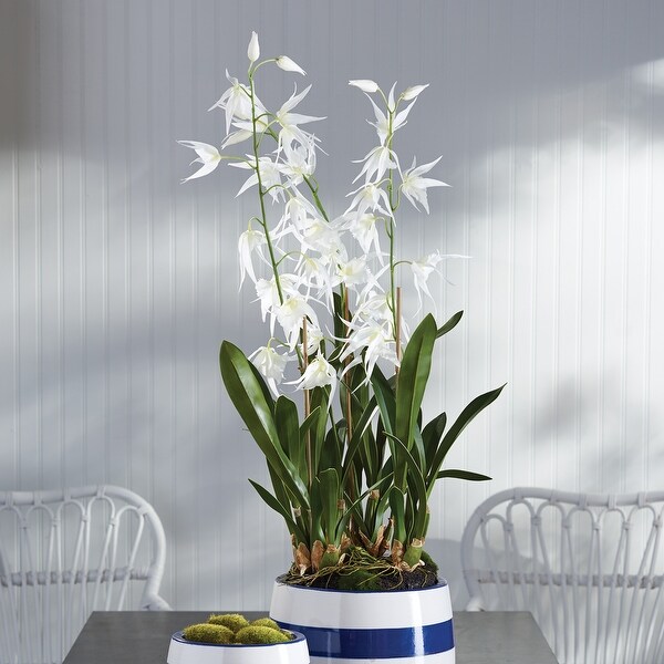 Spider Orchid DropIn 44