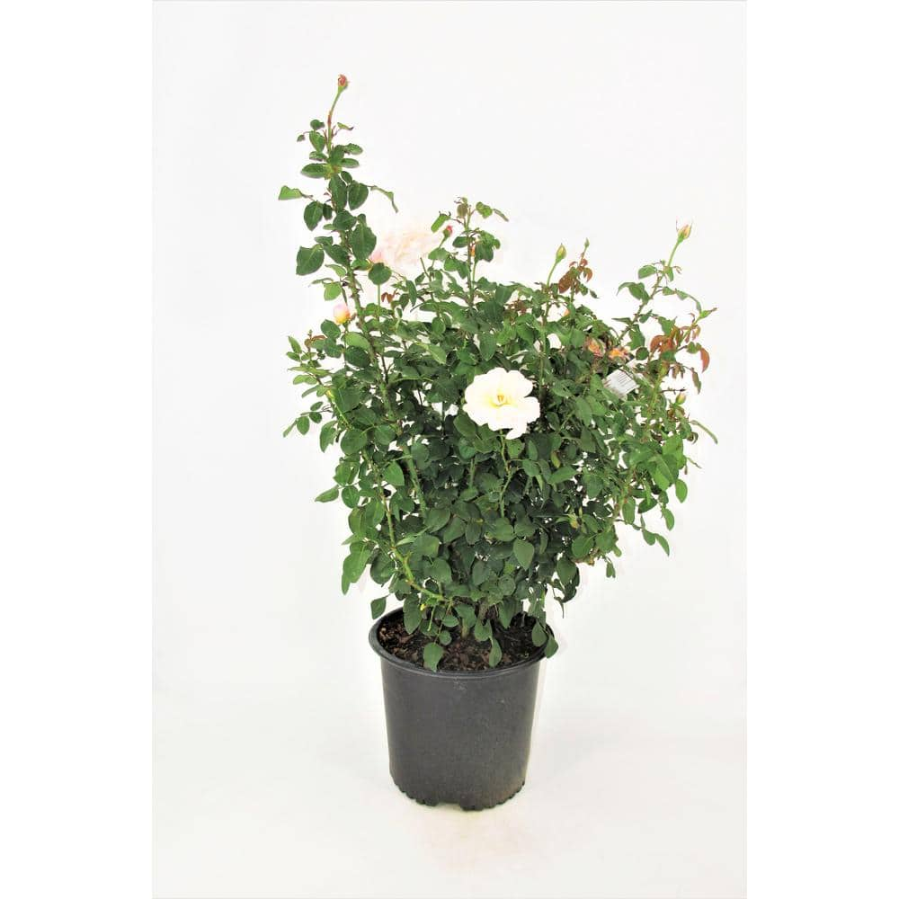 BELL NURSERY 3 Gal. Moonlight in Paris Rose with Cream Flowers (2-Pack) ROSA3MIP2PK