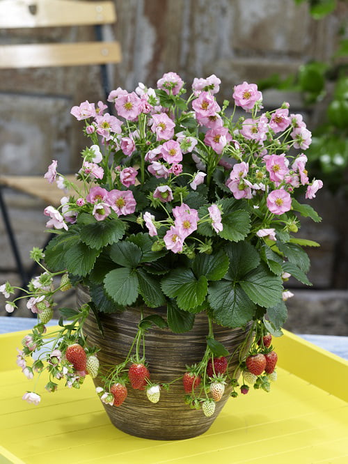 4-Pack， 4.25 in. Eco+Grande， Berried Treasure Pink Strawberry (Fragaria) Live Plant， Pink Flowers and Red Strawberries