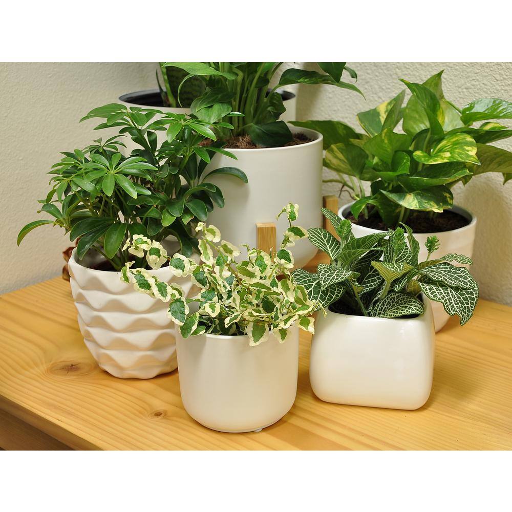 Costa Farms O2 for You Indoor Houseplant Collection in 4 in. Decor Pot Avg. Shipping Height 10 in. Tall (3-Pack) CO.O2FUBAM