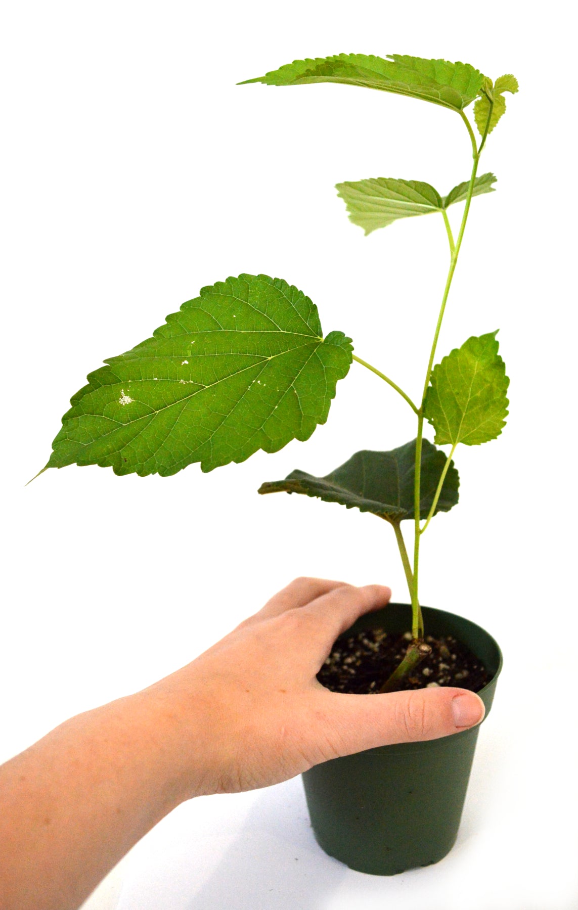 9GreenBox - Dwarf Black Mulberry 4'' Pot