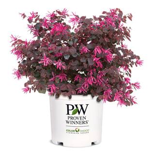 PROVEN WINNERS 2 Gal. Jazz Hands Pink Loropetalum Shrub with Cool Purple Foliage 13912
