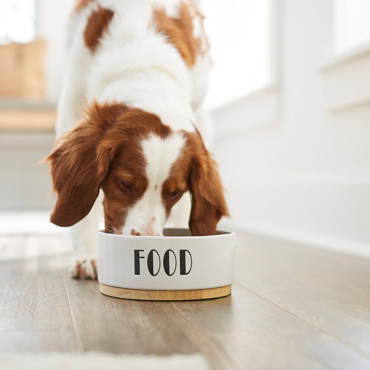 Frisco Ceramic Food Dog and Cat Bowl with Wood Base