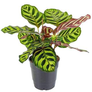 national PLANT NETWORK 4 in. Calathea Makoyana Plant (3-Pack) HD7688