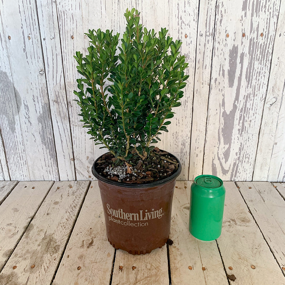 Baby Gem Boxwood (2.5 Quart) A Compact Boxwood With Tiny