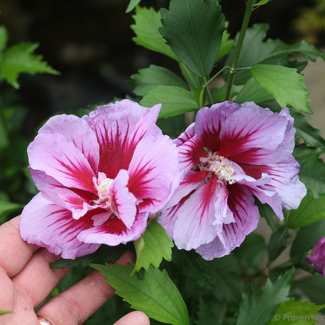 Purple Pillar® Rose of Sharon Althea