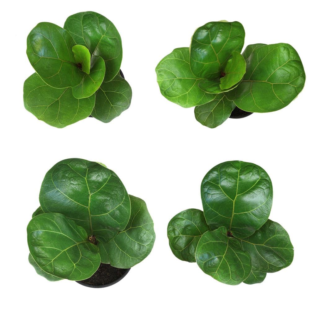 ALTMAN PLANTS 4.25 in. FICUS LYRATA - Fiddle Leaf Fig Houseplants (4-Pack) 0872473