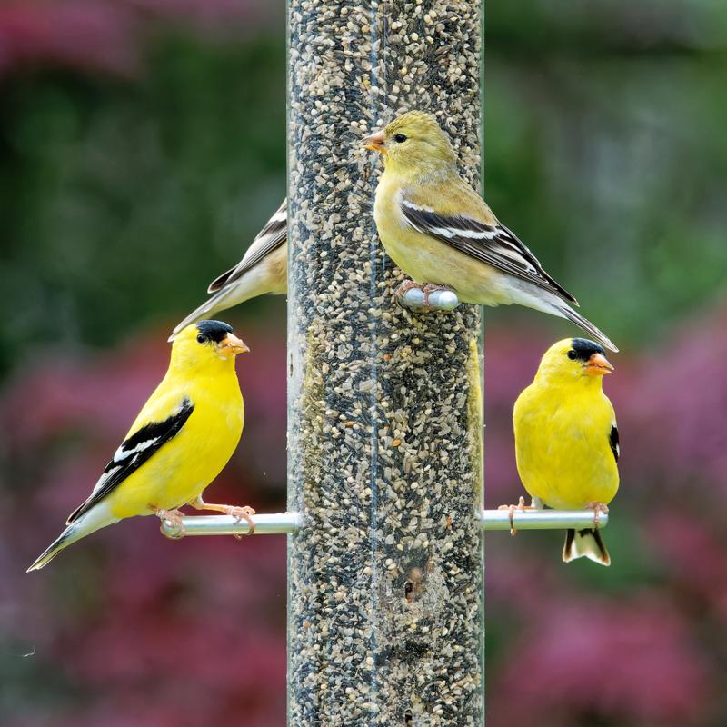 BIRD SEED WILD FINCH 5LB