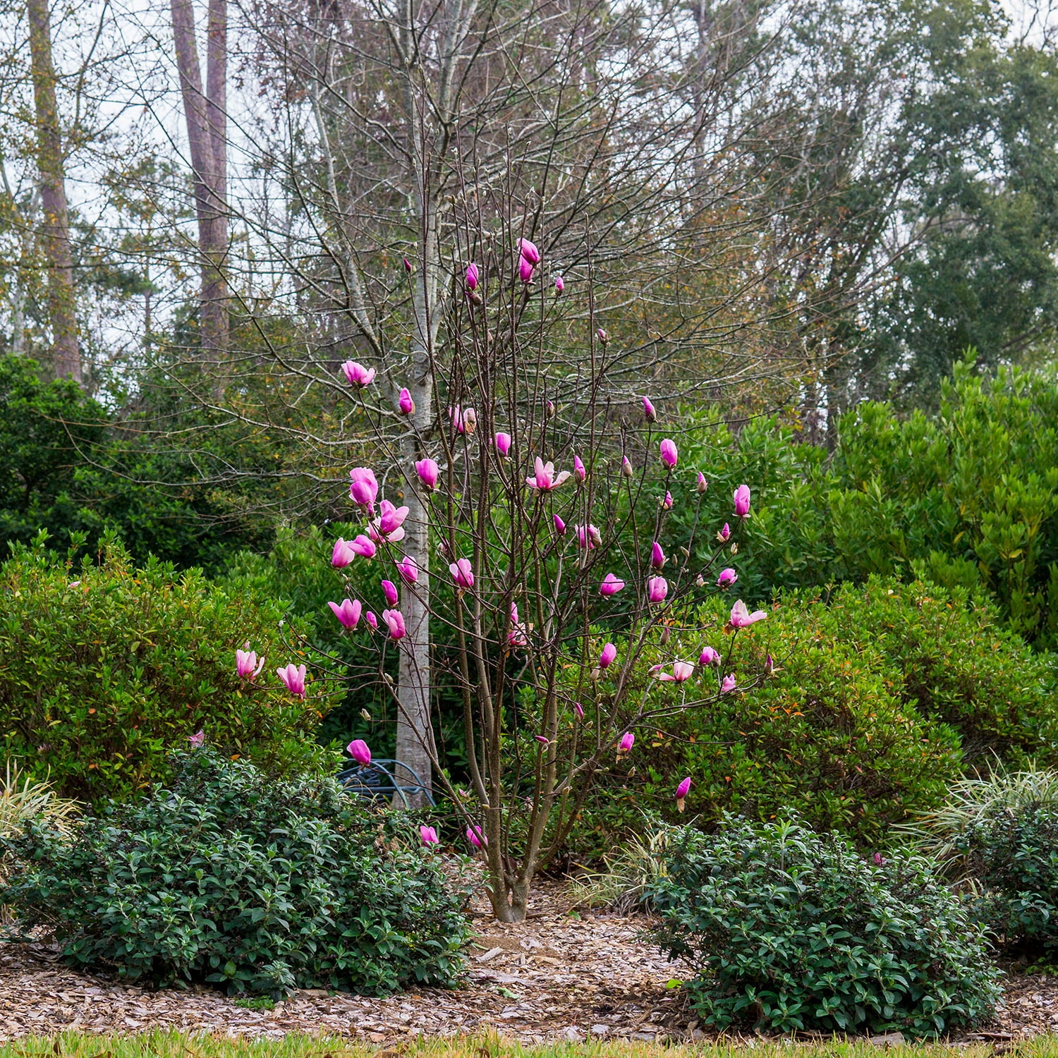 3 Gal. Ann Magnolia - Showy Flowers - Late Blooming