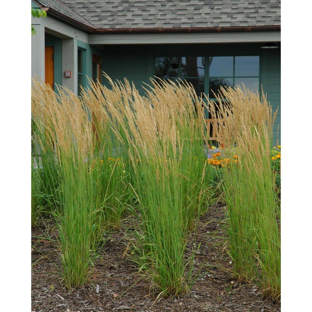 Online Orchards 5 Gal. Karl Foerster Feather Reed Grass GROR516