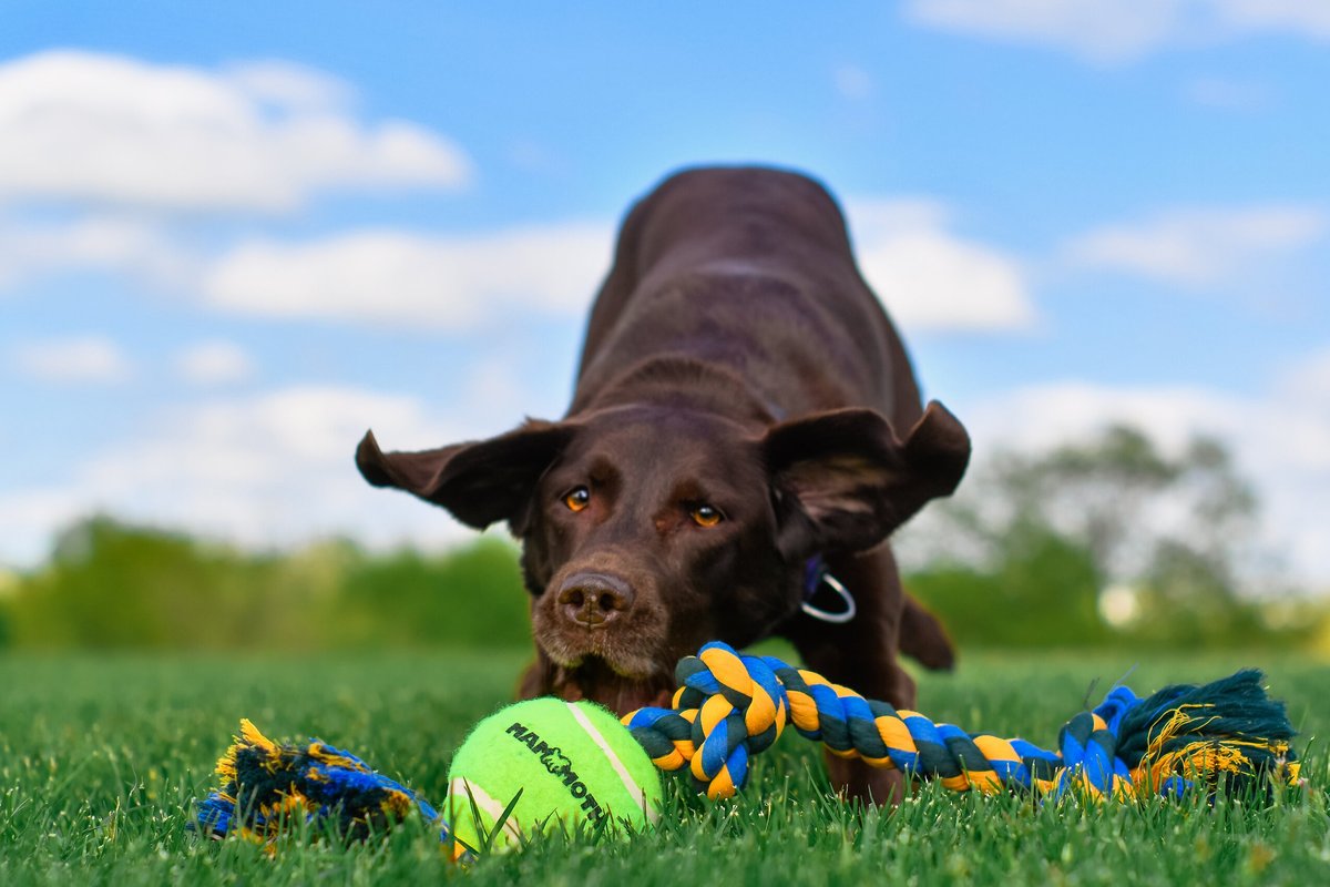 Mammoth Color 3 Knot Rope Tug with Tennis Ball for Dogs， Color Varies