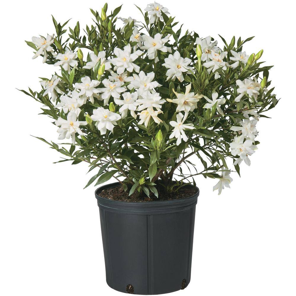 2.25 Gal. Gardenia Frostproof Shrub with White Flowers 14820