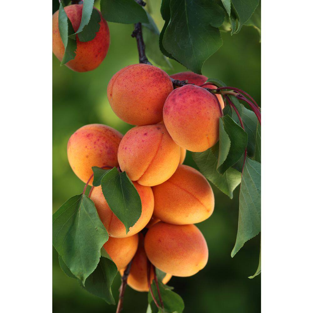 Online Orchards 3 ft. Goldcot Apricot Bare Root Tree with Abundant Cold Hardy Golden Fruit FTAC201