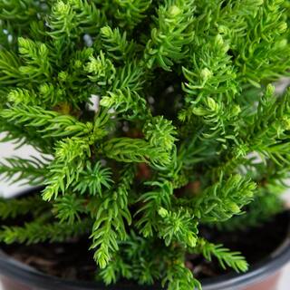 SOUTHERN LIVING 2 Gal. Dragon Prince Cryptomeria (Dwarf Japanese Cedar) Shrub with Uniquely Textured Evergreen Foliage 11412