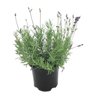 English Lavender (Lavendula) Early Blue Plant 22092