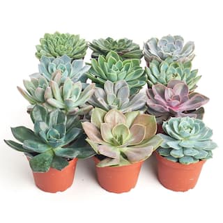 Shop Succulents 4 in. Rosette Succulent Collection Succulent (Collection of 12) R4-12