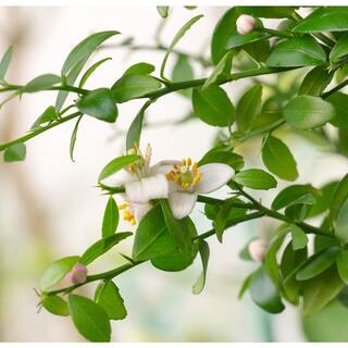 Alder  Oak 3 Gal. Finger Lime Standard Evergreen Fruit Tree CIFI03